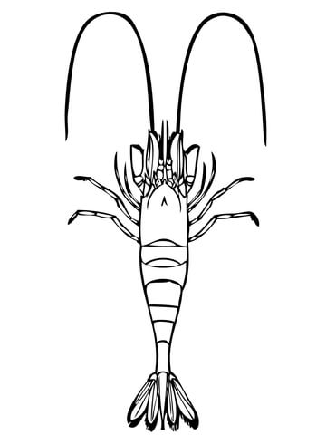 Common Shrimp Coloring Page